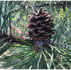Ponderosa Pinecones