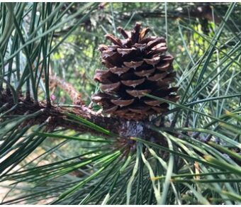 Ponderosa Pinecones