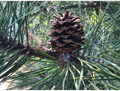 Ponderosa Pinecones