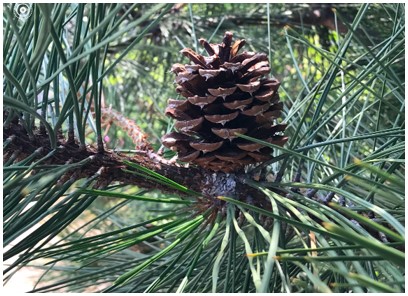 Ponderosa Pinecones