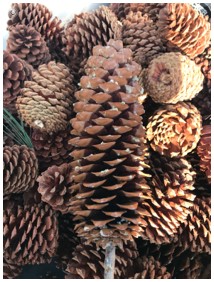 Sugar Pinecones